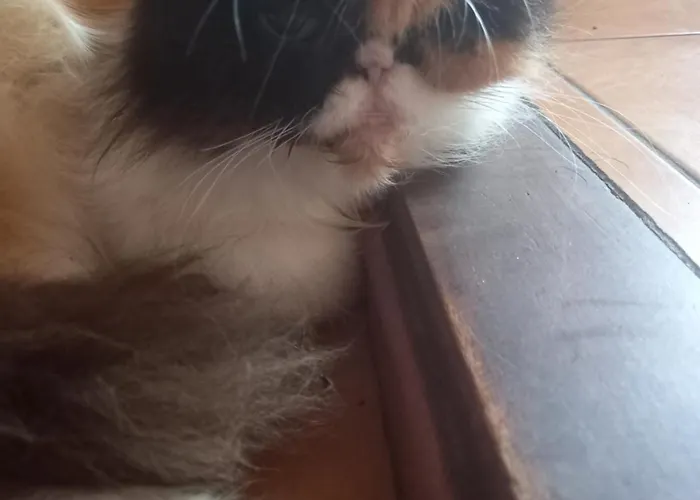 D'hote ホームステイ *